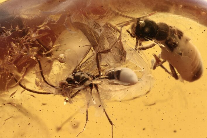 Detailed Fossil Termite and Winged Ant in Baltic Amber #270601